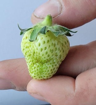 Lygus bug on a strawberry.